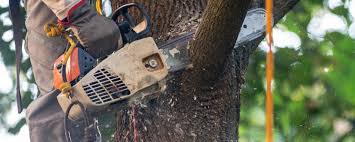 Best Tree Preservation Services  in Braddock Hills, PA